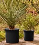 june tulip 40cm schwarz